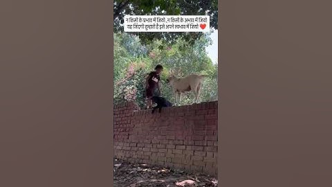Queen of Dogeshpur 👑🐕 | A unique story of a girl and her dog gang!