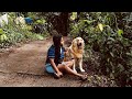 ඇවිදිමු අපි ඇවිදිමු 🐶😃 අර ලැජ්ජ හිතෙන දෙවල් අයින් කලාද ඔයා 😒 #goldendog #goldenretriever #pets 🫶