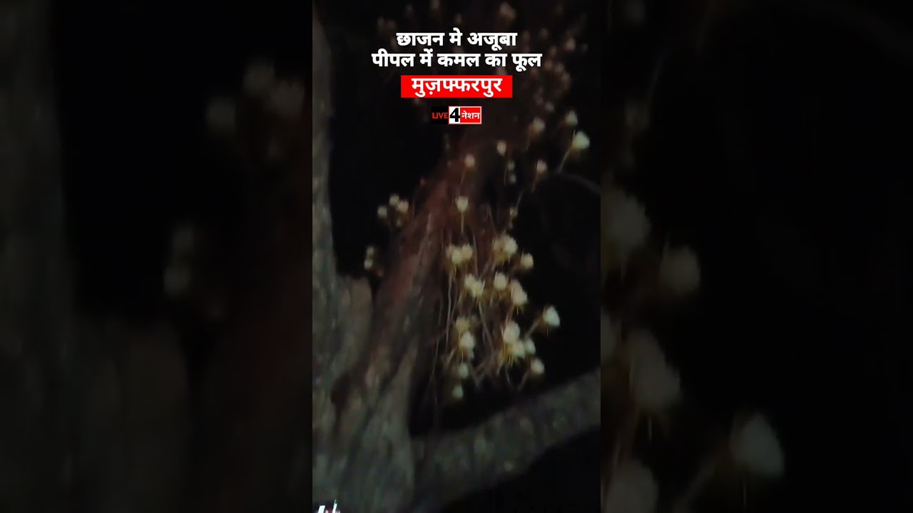 अद्भुत घटना ने सभी को हैरान कर दिया है। 