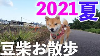 豆柴おと【2021年 夏】パパとご近所でお散歩。 - YouTube
