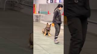 Một Ánh Mắt, Một Mệnh Lệnh Óbecgie