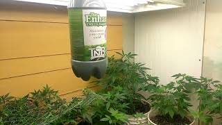 413 grow boss end of season 4 🌟 of season 5 with The Enhancer from TNB Naturals