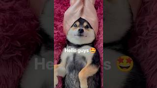 Easy Silent Dog Grooming at Home | Quick Tips #DogCare"