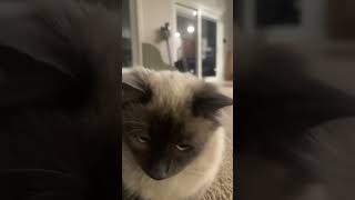 Fluff stuff
