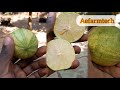 Harvesting the First Fruit from My Variegated Pink Lemon Tree