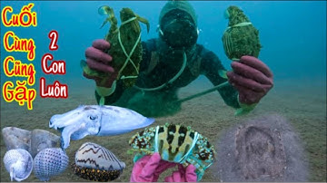 Qua Bao Nhiêu Ngày Cuốn Cũng Bắt Được Ghẹ So - Mực Nang - Cá Ngựa - Bạch Tuộc Mĩ - P384