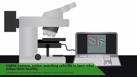 Lights, camera, action: watching cells die