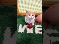 The owner taught the cat to ring the bell to get food 😺❤️