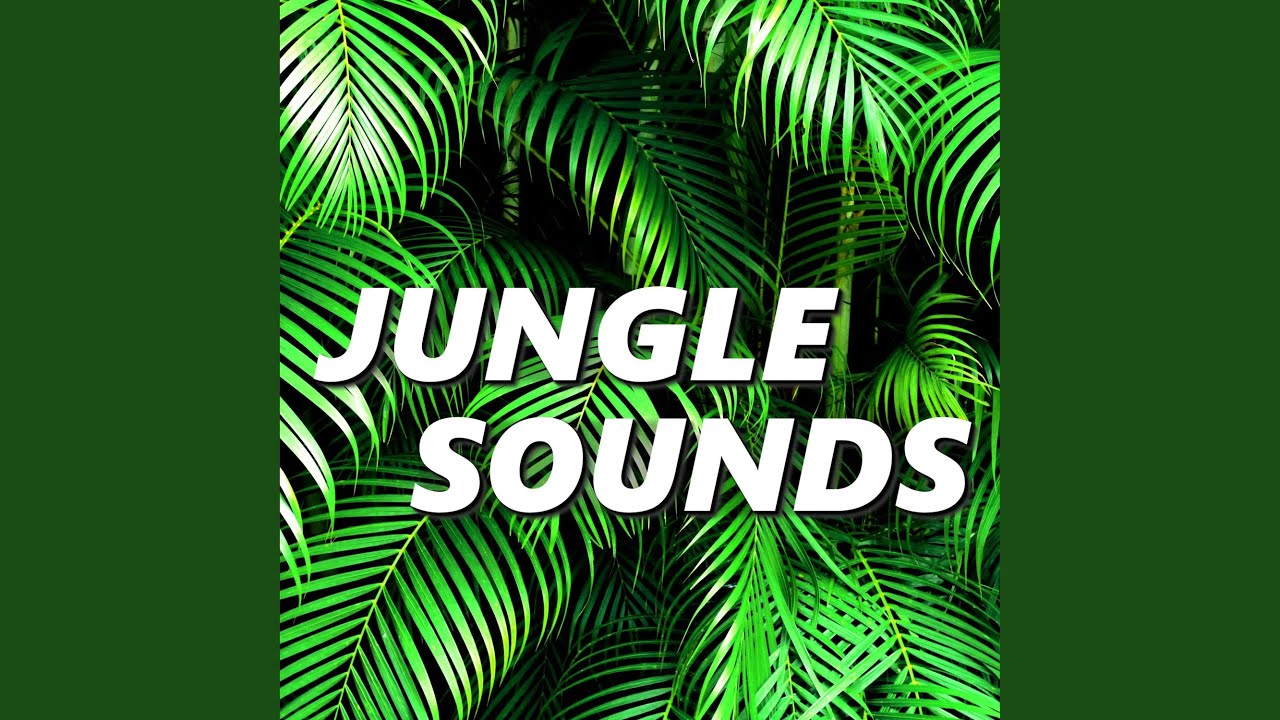 Jungle Sounds YouTube
