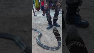 King Cobra snake Full video 👆 #kingcobra #snake #shorts