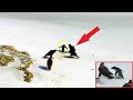 Стая соколов напала на пингвинёнка! Не поверите кто пришёл ему на помощь!