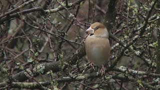 Hawfinch