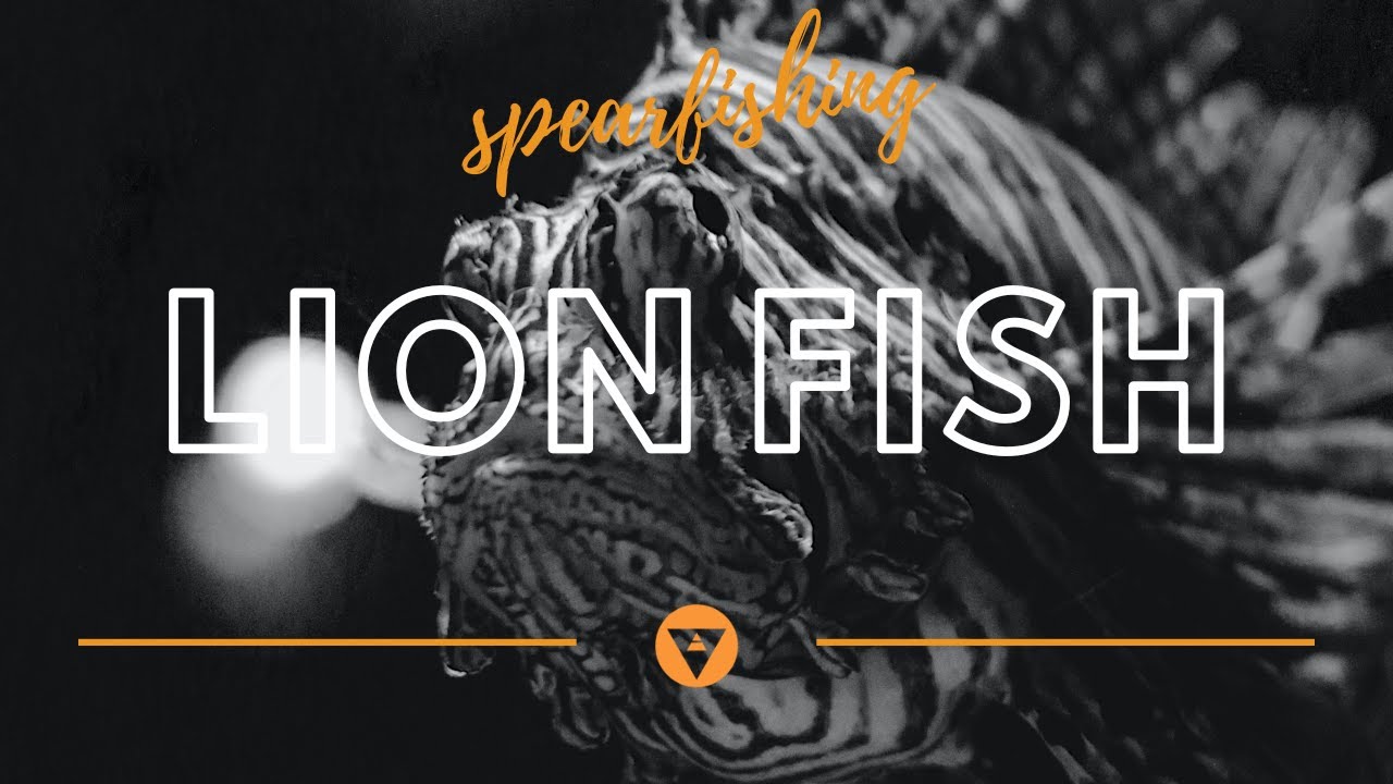 Spearfishing Lionfish YouTube