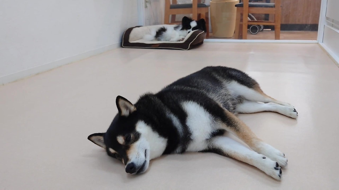ちょいちょい自分のベッドが使えない柴犬さん 🐶ひみつきちなう！②