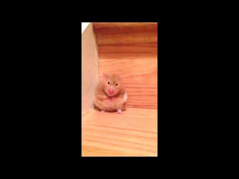 hamster-falling-down-a-stair