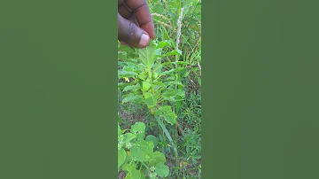 MTI WA MBIGIRI JIKE WENYE UWEZO WA KUTIBU MARADHI YA UCHAWI UNAO TEMBEA MWILINI 