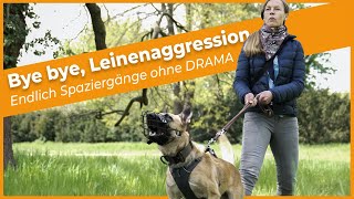 Leinenaggression beim Hund - mit 'Bye bye, Leinenaggression' endlich Spaziergänge ohne DRAMA by DOGsTV - Online Hundetraining 14,211 views 11 months ago 1 minute, 9 seconds