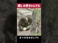 がんばれ！あかちゃん【2026年6月5日】　#がんばれパンチ #市川市動植物園 #animals #ニホンザル #オランママ # #punch #animalshorts #shorts