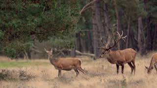 Hirschbrunft Hoge Veluwe 2021