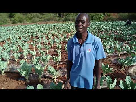 I Have 10 000 Sukuma Wiki And A Sell Each Kg 25sh