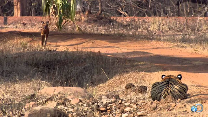 Tiger vs a Pack of Wild Dogs