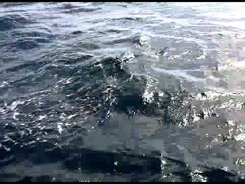 Roger Horner lands an Atlantic Sailfish in Deerfil...