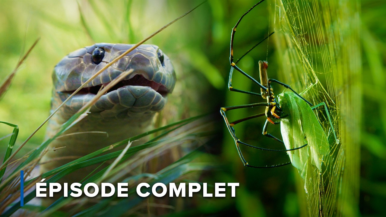 Prédateurs féroces des forêts et zones humides d’Australie | Mortelle Australie 101+102