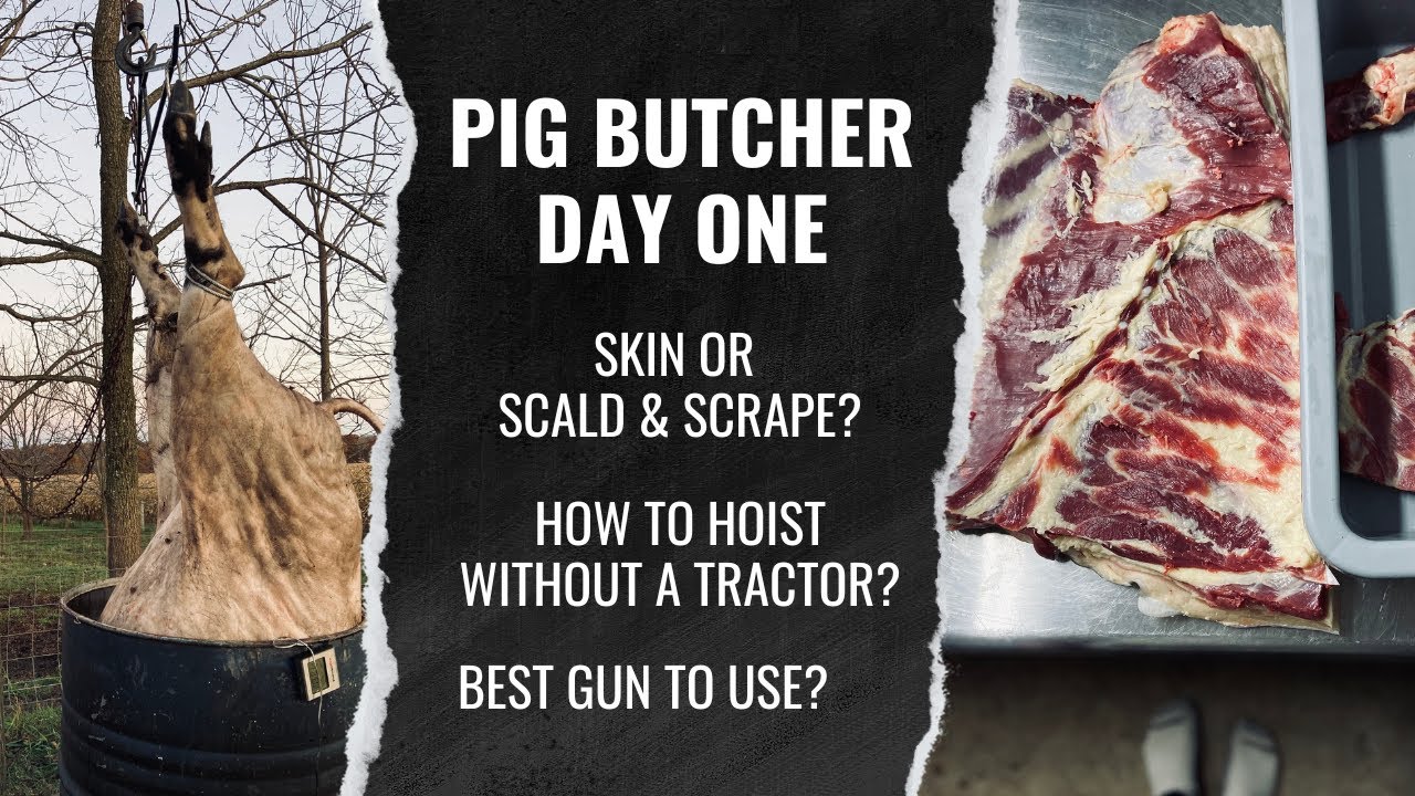 Homestead Style Pig Processing (NOT GRAPHIC) - Part 1