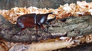 Cara Membuat Rumah Kumbang Badak Rhino Beetle Gampang Cepat Dan Indah