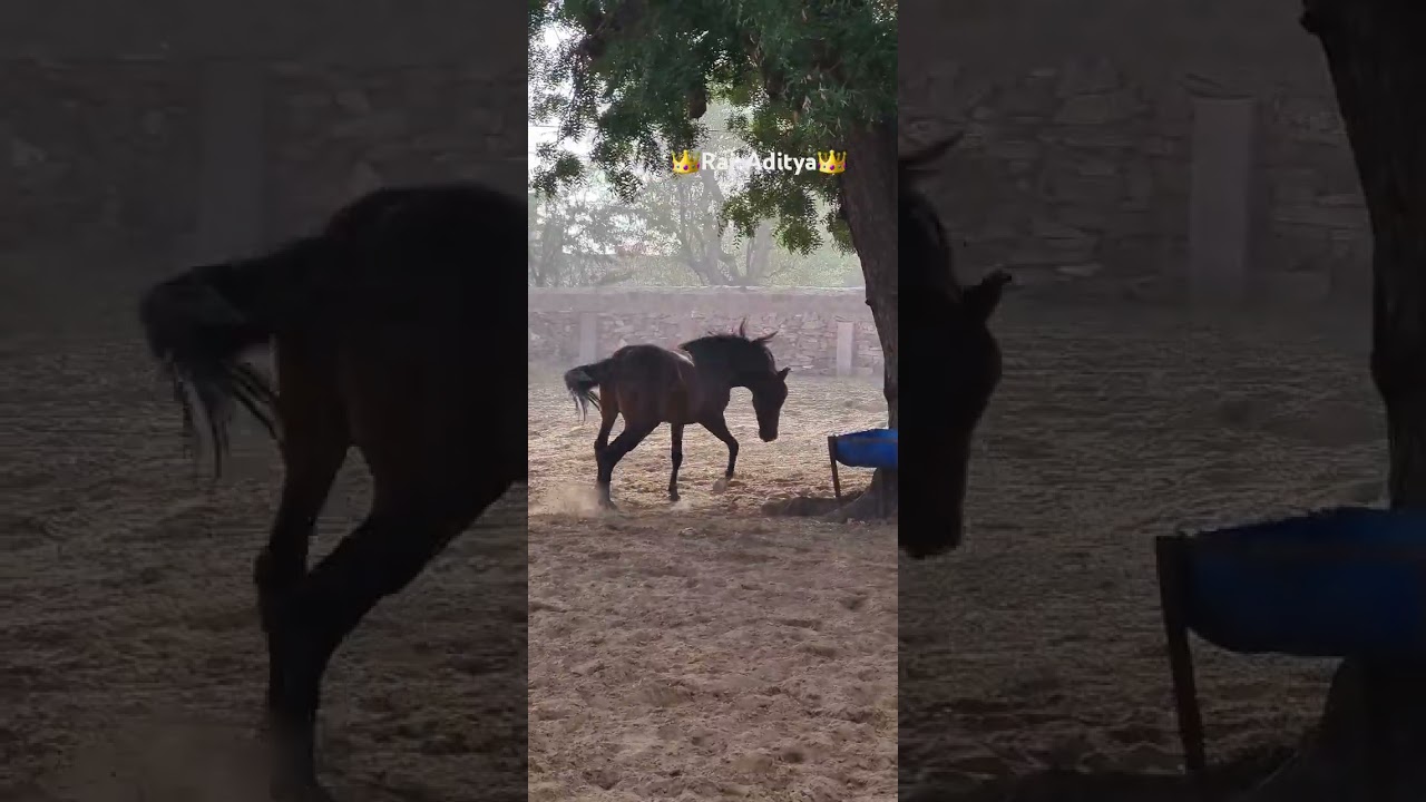 #stallion #rajaditya #vijaydev #subhlaxmi #devli #foolmal #marwarihorse#horseofmarwar #vm_stud_farm