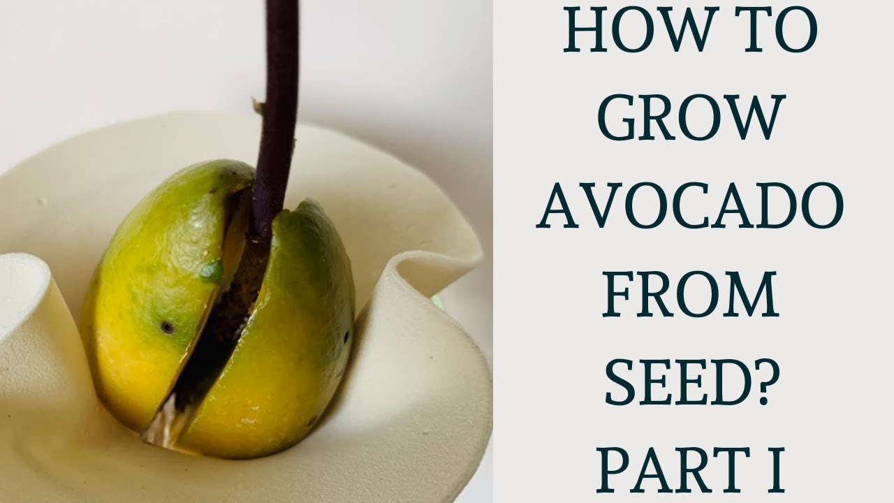 How To Grow Avocado From Seed Part 1 Youtube