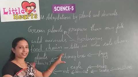 CLASS 5 LESSON 4 SCIENCE ADAPTATION BY PLANTS AND ANIMALS PART 1 ONLINE VIDEO