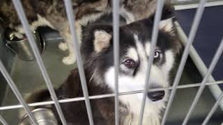 acs A675441 A675442