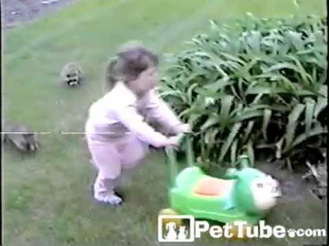 Stuffed Animal Raccoon Spooks My Cat Stuffed Animal Raccoon Spooks My Cat