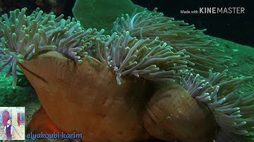 ما تيسر من سورة الأنبياء بصوت الشيخ عبد الله الموسى