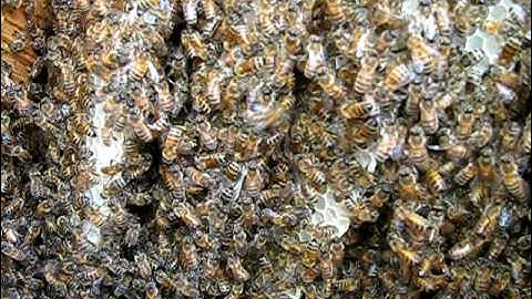 Log hive; almost feral colony