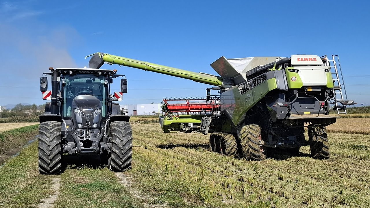 claas lexion 7700 + convio 770 trebbiatura riso 2025 