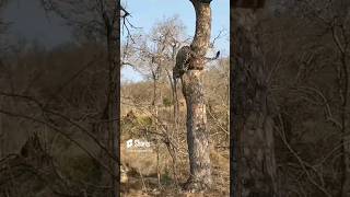 Leopard Thinks Twice About Jumping On Hyena
