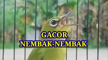 C3P4T R3$P0N 1KUT N3MB4K, Masteran Terapi Pleci