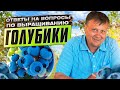 ГОЛУБИКА. Ответы на ВАШИ вопросы по выращиванию голубики от Олега Вагина.