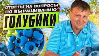 ГОЛУБИКА. Ответы на ВАШИ вопросы по выращиванию голубики от Олега Вагина.