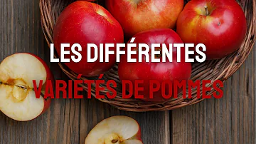 Quelle variété de pommes pour les tartes ?