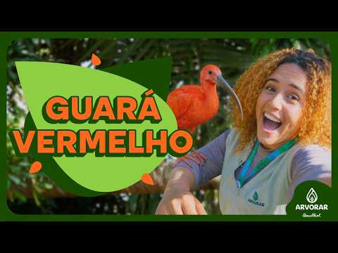 EP02 Guará Vermelho - Conhecendo as espécies do Parque Arvorar