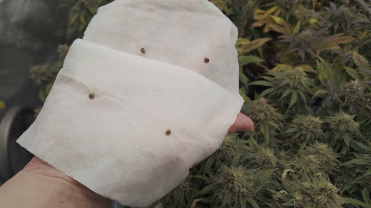 Night Owl Seeds, Dutch Passion, and a New Beginning for Blueberries