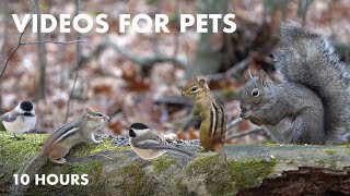 Chipmunks, Squirrels and Forest Animals Sharing a Meal  10 Hour Cat TV for Pets  Dec 06, 2023