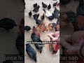 Desi murgi farm 🐓 sell all murgi #sell #youtubeshorts #rj13 #shortvideo #fresheggs #assel #viral