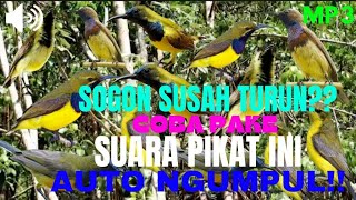 SUARA PIKAT SOGON RIBUT!! AMPUH BUAT SOGON YG SUSAH TURUN.