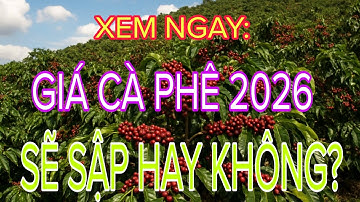 Rabobank Dự Báo Thặng Dư Cà Phê 2026 – Giá Có Lao Dốc Hay Chỉ Điều Chỉnh?
