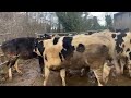 C13012023K -  Holstein Friesian Pedigree Buller Heifers