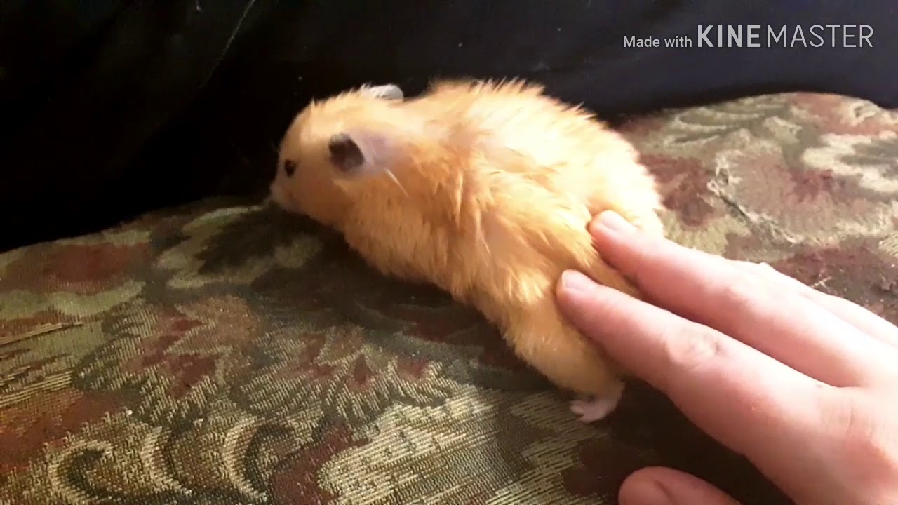 My hamster Peppermint Patty!🥰♥️🐹 YouTube